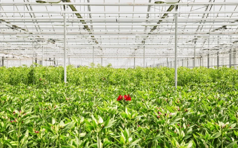 Empowering Climate Change Mitigation for Agricultural Sustainability