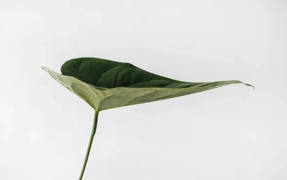 Key To Meaningful Sustainability for Organization: From Governance to Organizational Leadership