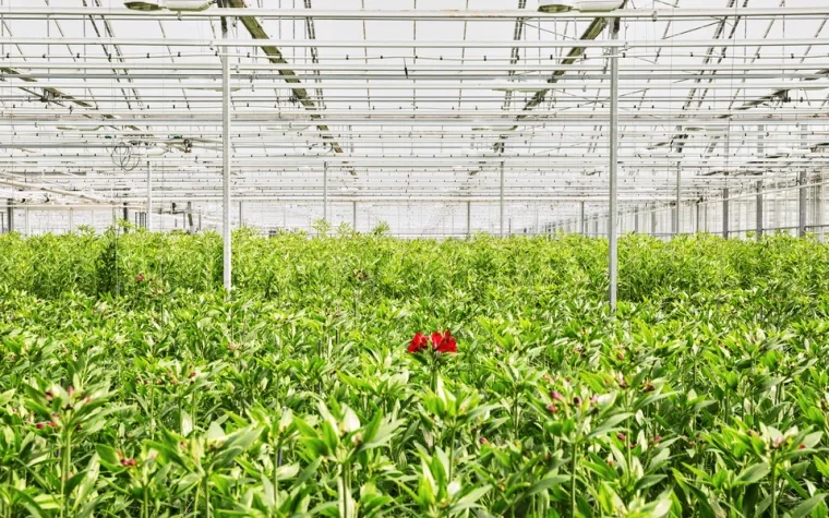 Empowering Climate Change Mitigation for Agricultural Sustainability