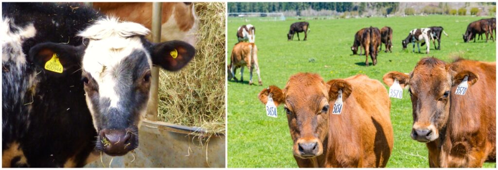 Precision livestock management with RFID tagging