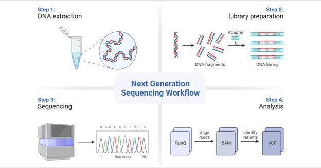 Next Generation Sequencing Workflow. Step 1: DNA extraction, Step 2: Library Preparation, Step 3: Sequencing, Step 4: Analysis