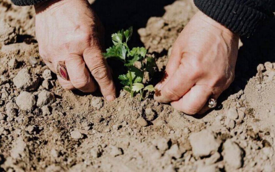 Soil Mapping System Enabling Food Security