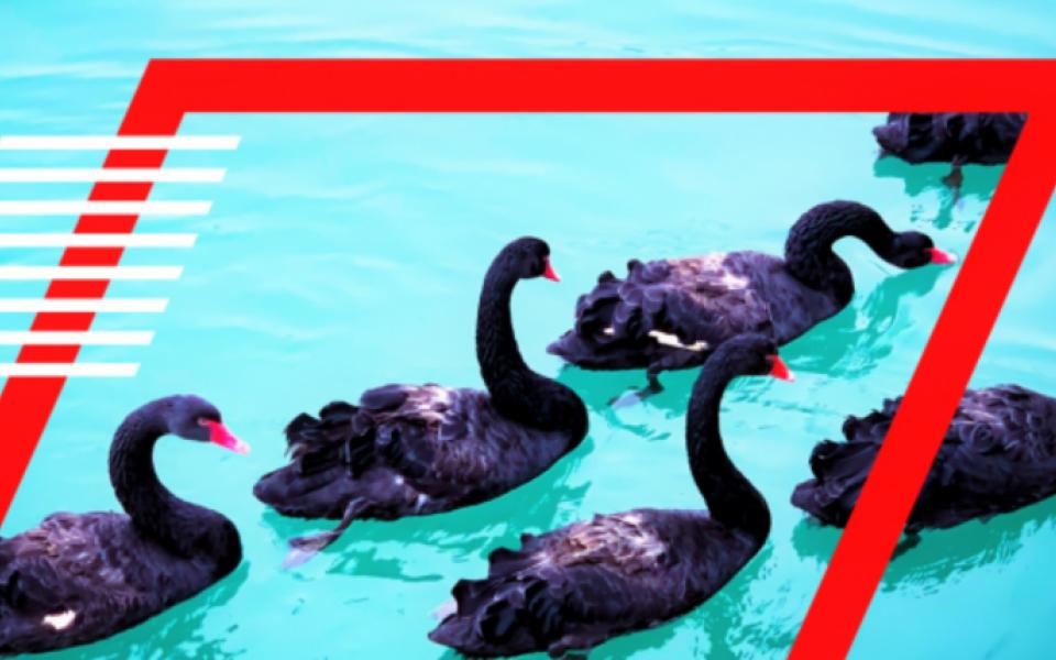 Flying With Black Swans