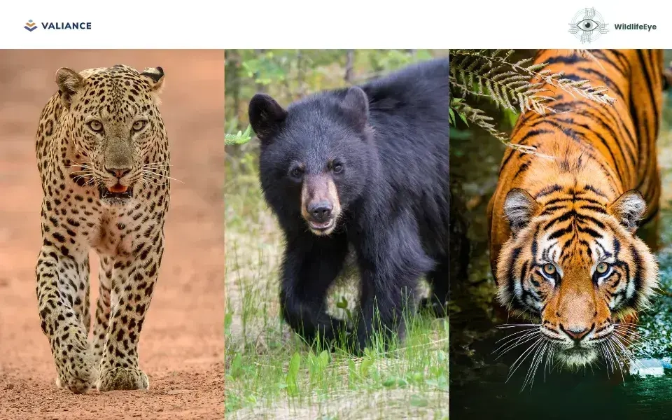Guardians of the Wild: How AI-Powered Video Intelligence Transformed Human-Wildlife Coexistence at Tadoba