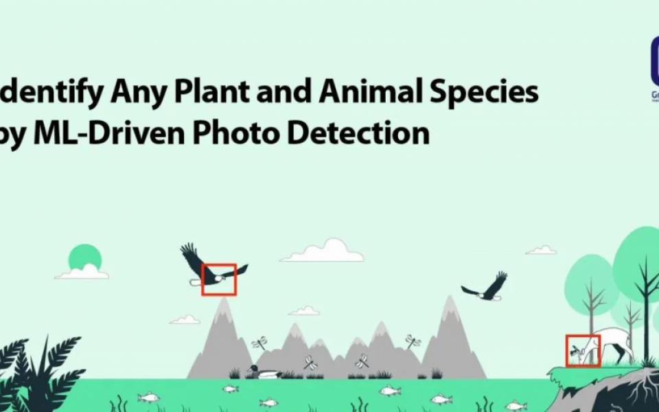 How ML-driven Photo Detection Helps Identify Plants and Animals