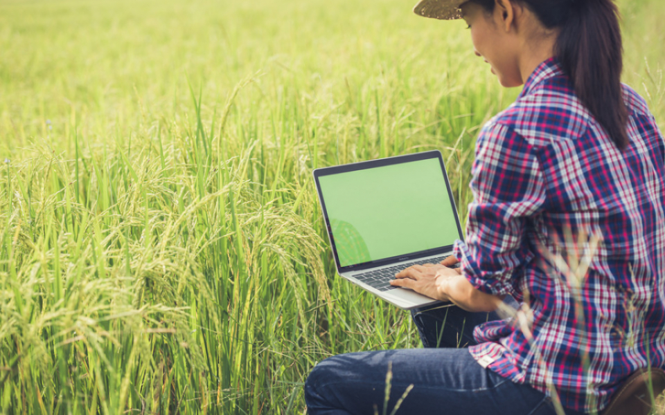 Big Data Analytics in Agriculture: Innovations for Crop Management and Food Security